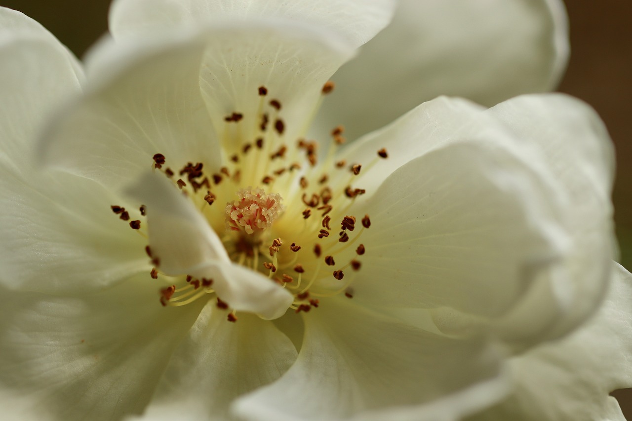 Maintaining Beautiful Roses All Year Round